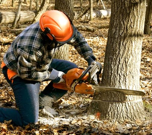 Tree Removal in Clinton, IA